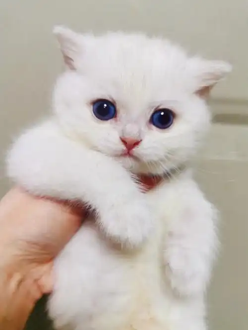 成都英短银点猫小时候真的好萌