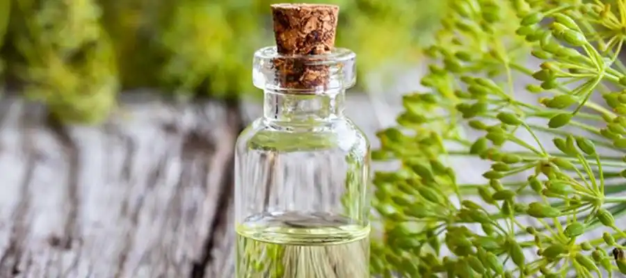 植物萃取精华莳萝籽精油