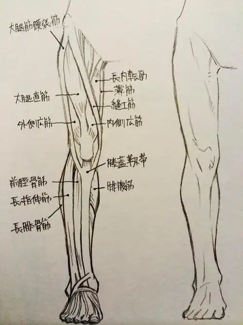 腿部肌肉怎么画不同角度的腿部肌肉画法教学