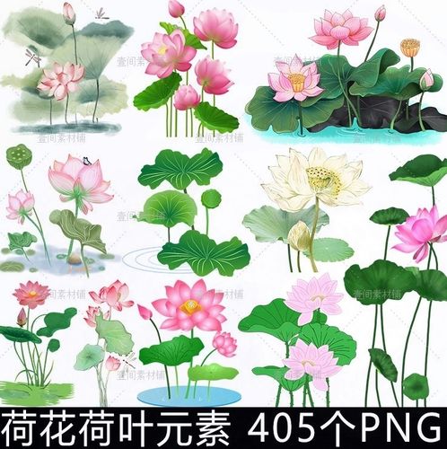 hh2中国风水墨手绘荷花荷叶莲花卉池塘植物图案元素png免抠图素材