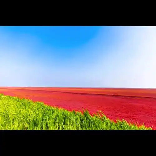 红海滩国家风景廊道是独一无二的"世界红色海岸线",也被称为" - 抖音