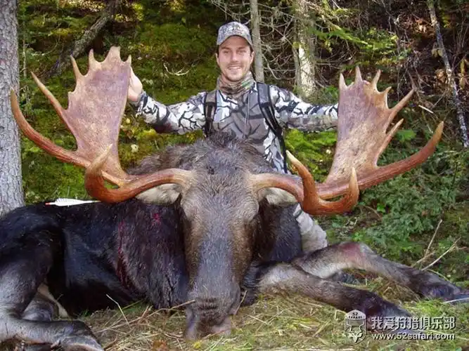 99的人不知道的驼鹿秘密