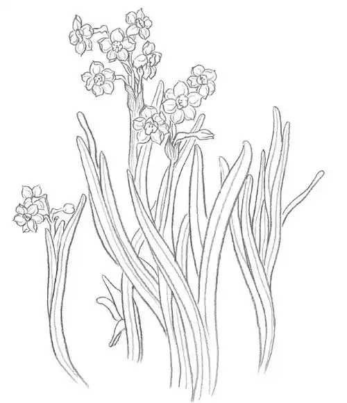 技法白描花卉水仙花线描画法示范