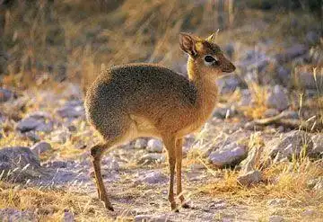 菲律宾鼠鹿 mouse-deer