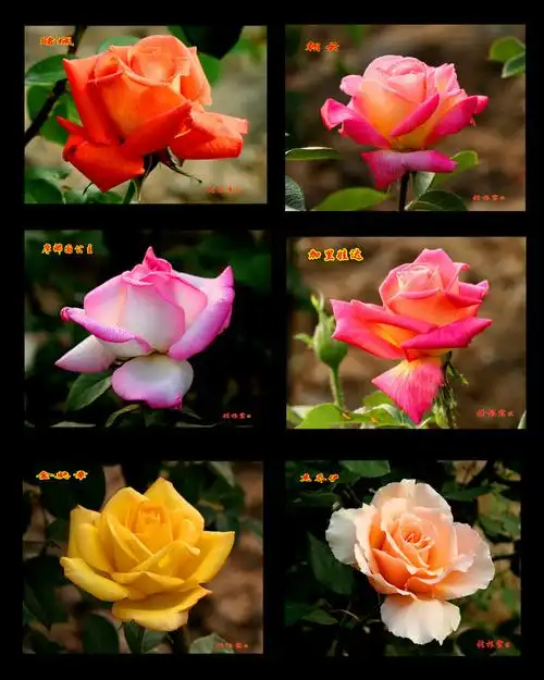 月季花花名这里查找【原创】 - 傻老头 - 傻老头