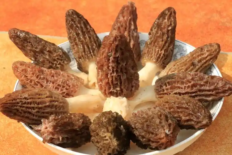 羊肚菌——2018最妙食物(副本)