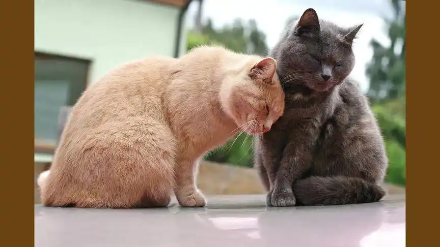 动物视频:两只小猫咪眯着眼互相依靠着,超有爱的!