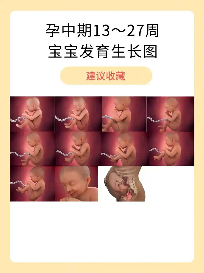 孕中期(13到27周)宝宝生长发育图.原来在孕中期宝宝在肚子 - 抖音