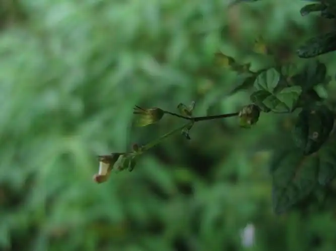 p> b>毛萼香茶菜 /b>(学名: b> i>rabdosia eriocalyx /i> /b>),为