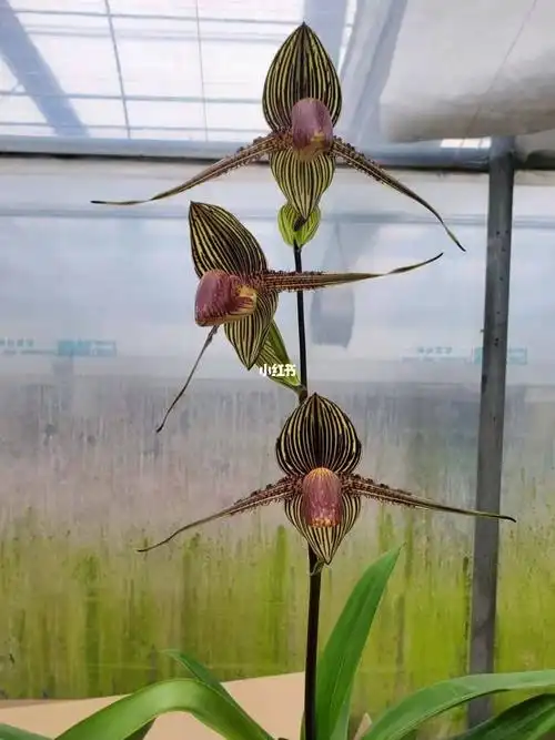 客人花国王兜兰