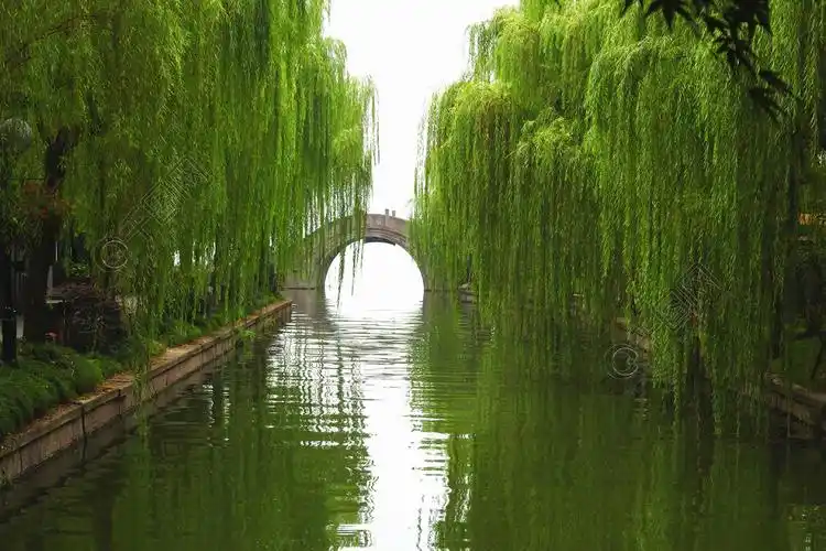 春天山水风景柳树湖水摄影图