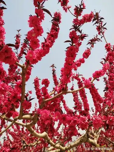 四月桃花红似火,芳草花香绿水长