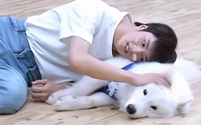 【刘耀文】家有两只修狗 好可爱呀宝宝!