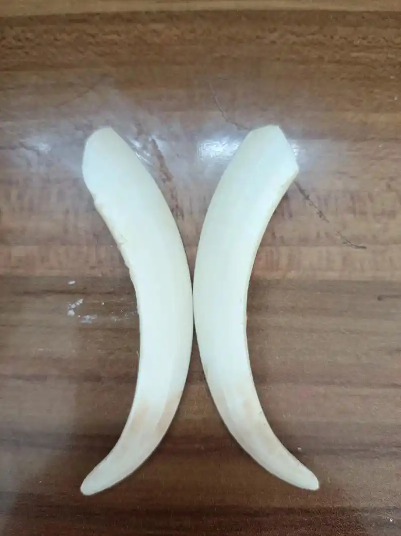 野猪牙9797,杂交野猪和白猪价格有差别吗? - 抖音