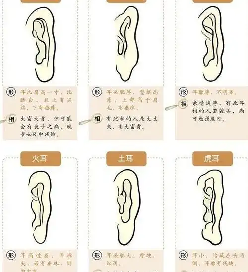 耳朵分类福气,耳朵福气分析图_大山谷图库