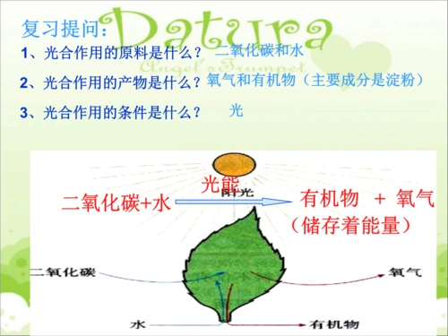 冀教版生物八年级上第三节《光合作用的场所》课件3.ppt