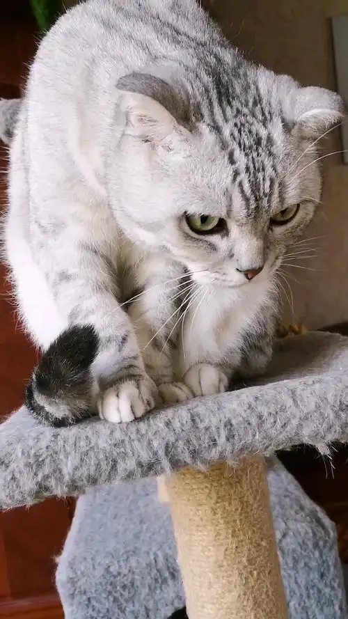 大眼瞪小眼,啥意思?