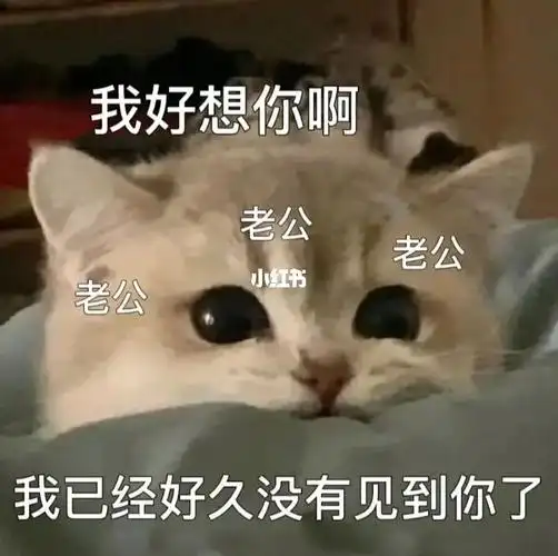 猫咪表情包  #表情包分享