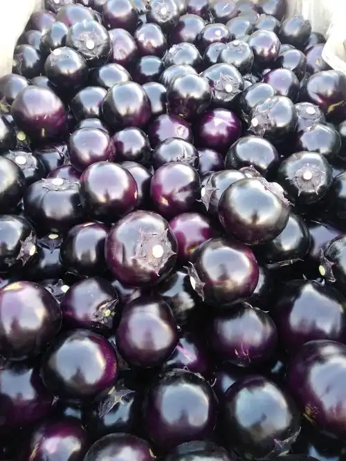 紫光圆茄 4两以上