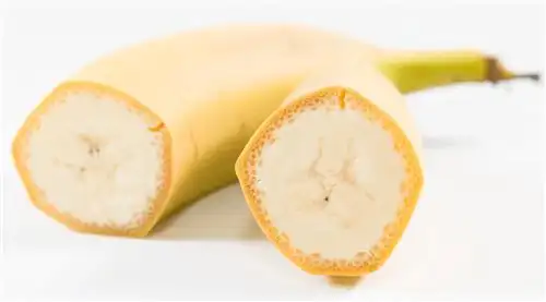 第一个吃野生香蕉的人会硌着牙么