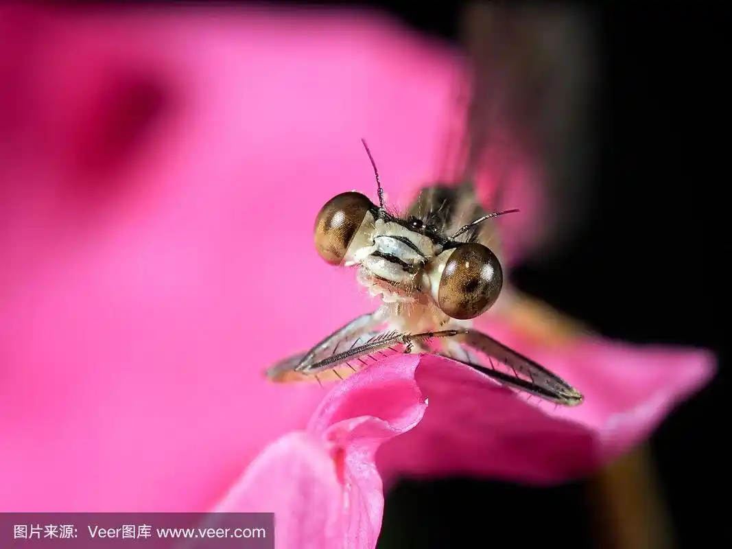 粉红色花瓣上的蜻蜓肖像.宏