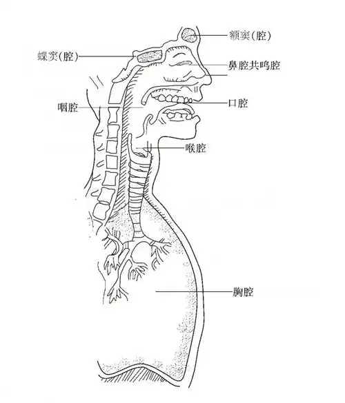 发声器官:包括声带,气管,咽喉,负责产生振动;   共鸣器官:包括咽腔