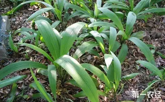 野生独脚仙茅一般长在什么地方