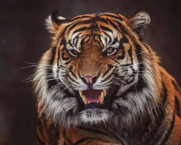 「一声怒吼 万兽皆臣服」 万兽之王—虎_老虎_爪子_尾巴