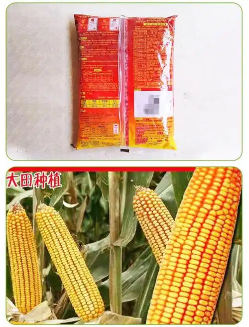 2kg郑单958饲料玉米种子杂交产量高大田抗倒伏蔬菜种子菜种批发