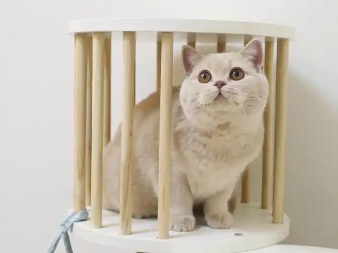 北京英短猫舍cfa双血统英短乳色弟弟