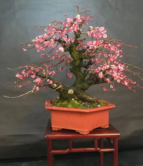 梅花盆景的常用造型方法及养护