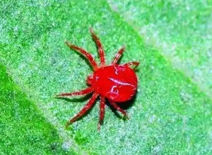 【甘谷县建刚农资营销中心】苹果树红蜘蛛的发生规律及其防治