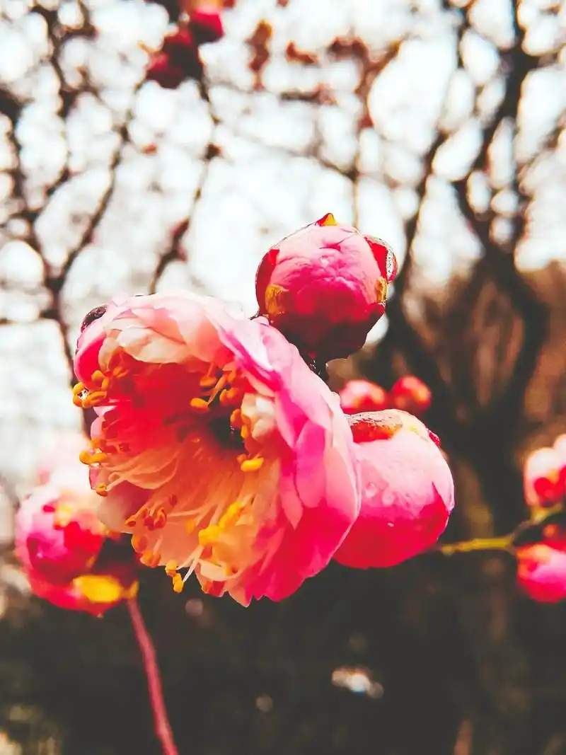 宫粉梅拉丁学名