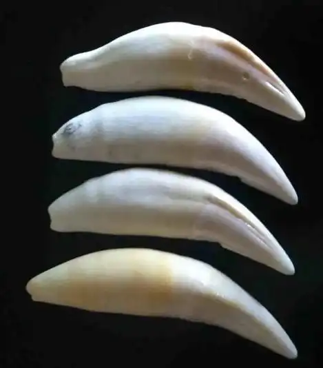 最直接的鉴别老虎牙的方法