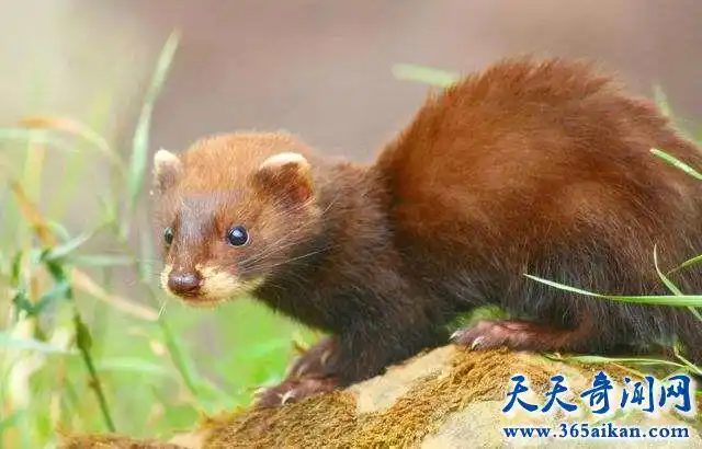 已灭绝的十大可爱动物 其中四种在均已灭绝世界奇闻怪事,天下奇闻怪事