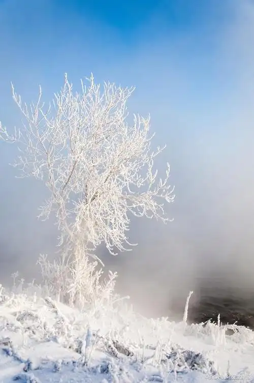 就像冬日里大自然送给我们的一件艺术品.