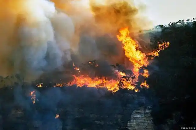 但如果当地森林发生野火,或者人们将火源带入森林,则可能引起地表火灾