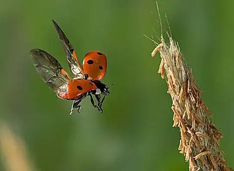 七星瓢虫,飞,欧洲