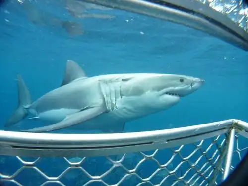 one day great white shark tour