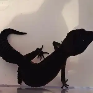 豹纹守宫黑夜蜥蜴温顺不咬人高端冷色系恶魔白酒白骑士