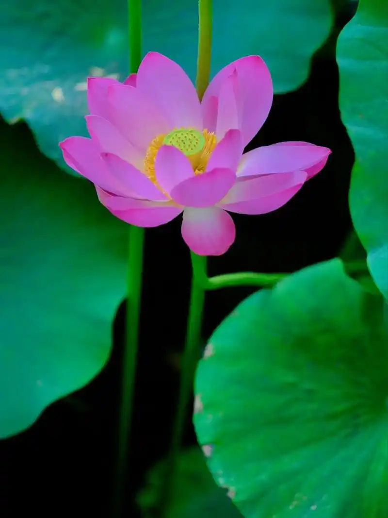 接天莲叶无穷碧,映日荷花别样红#荷韵 #心如莲花 原片直出