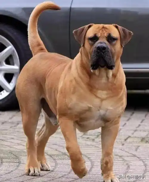 世界上最大的狗排名(世界上最大的狗排名前十名) 资讯 第5张