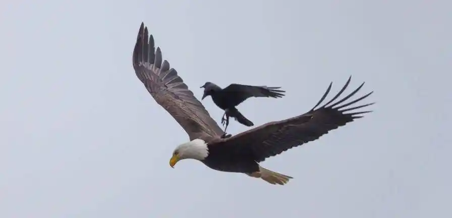 原创老鹰最害怕的天敌号称鸟中平头哥只有麻雀大小如何制服老鹰