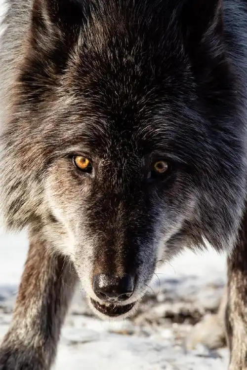 狼##狼犬##黑狼##犬科动物#好帅,点开大图看毛发的质感,黑色 银色