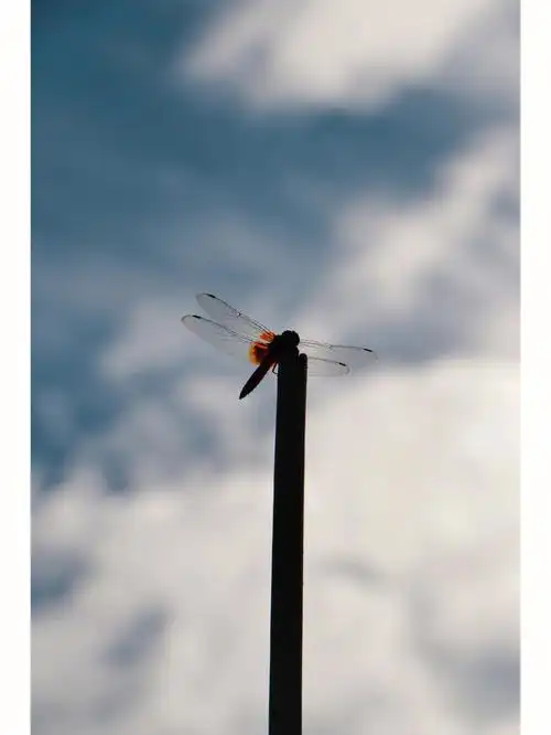 蜻蜓飞上玉搔头