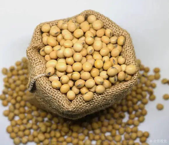 大豆图片_大豆图片素材_大豆图片大全_大豆高清图片_全景视觉