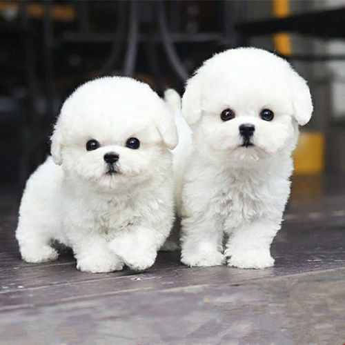 比熊犬幼崽白色不掉毛长不大小狗可爱聪明比熊犬超萌幼犬便宜家养