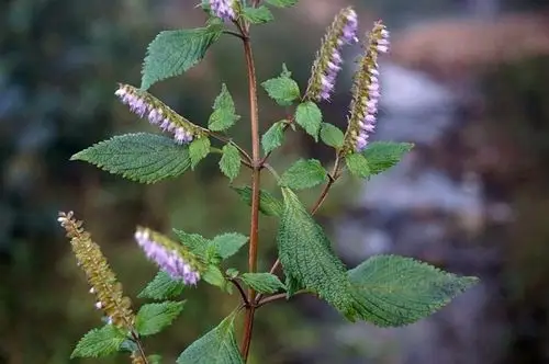 日月峡中草药香薷