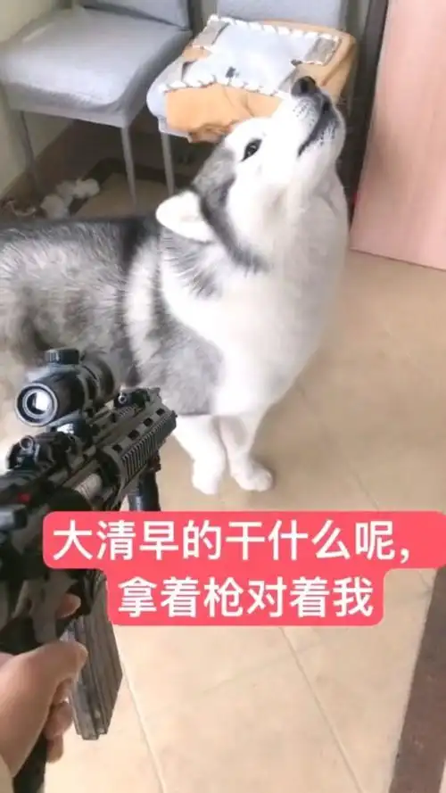 拿着玩具枪指着二哈会发生什么,二哈狂飙狗语,主人都听懵了!
