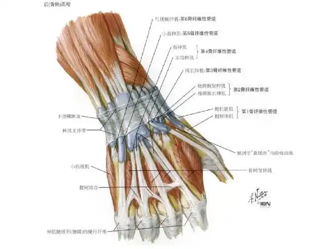 结合临床病例,拇长伸肌腱,桡侧腕长伸肌,桡侧腕短伸肌,结合解剖图